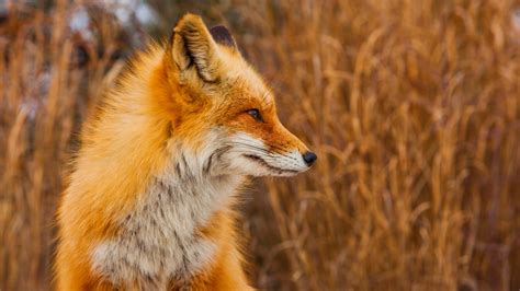 Red fox, fox, animals HD wallpaper | Wallpaper Flare