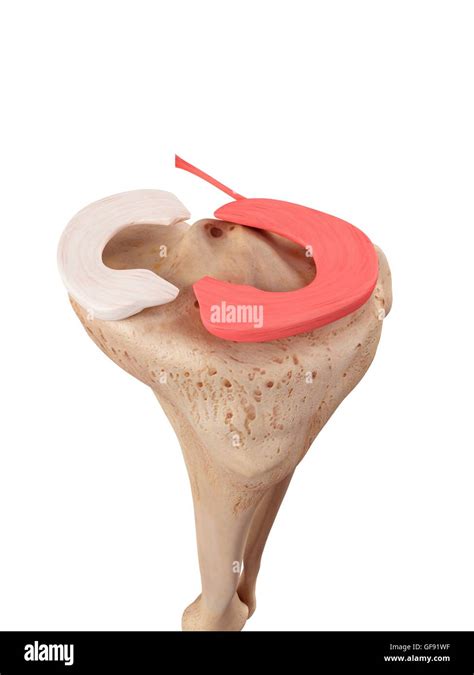 Human knee anatomy, illustration Stock Photo - Alamy