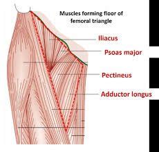 Femoral Triangle - Borders, Contents and Clinical Importance | Medical ...