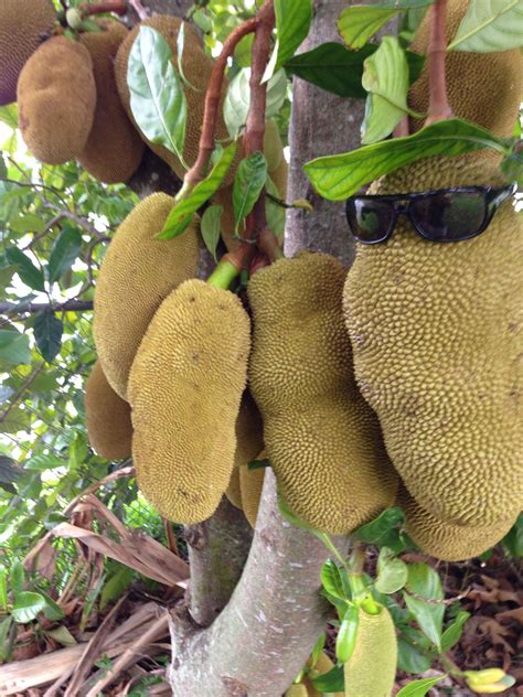 jackfruit tree health benefits 8