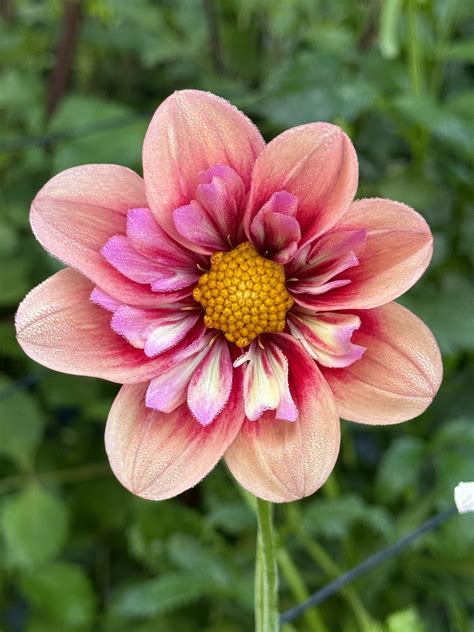 Rhubarb and Custard - Under the Sun Flower Company