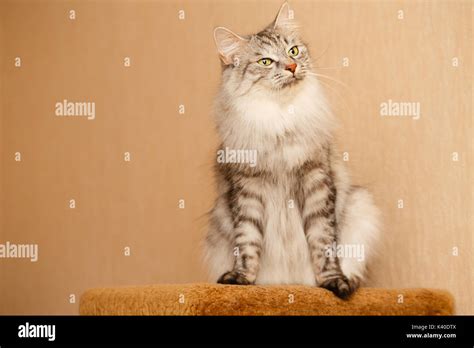 Sweet fluffy cat. Pets. Hypoallergenic breed of cats Stock Photo - Alamy