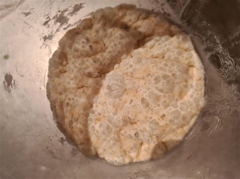 Mold experts, has my sourdough starter gone bad? : r/Sourdough
