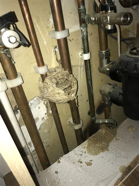 Went to a job and found an old wasps nest from summer under the boiler