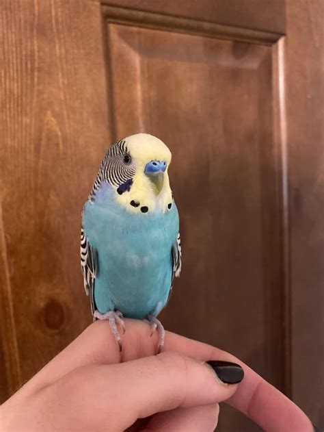 My budgies get angry when I cover them up? : budgies