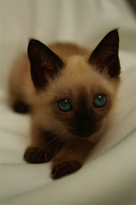 Girl Kitten Names Siamese at Shirley Huff blog
