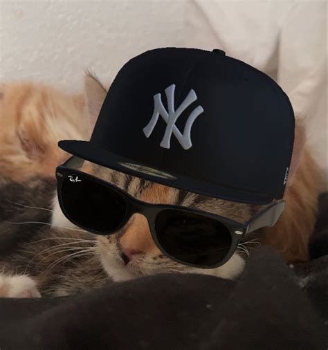 Rizz cat😘💀 | Silly cats pictures, Cats, Silly cats
