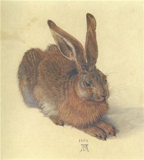 Hare, 1502 - Albrecht Durer - WikiArt.org