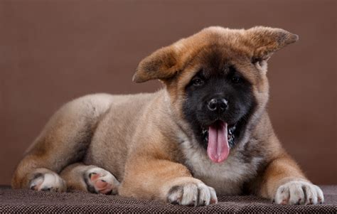 2880x1920 akita widescreen wallpaper - Coolwallpapers.me!