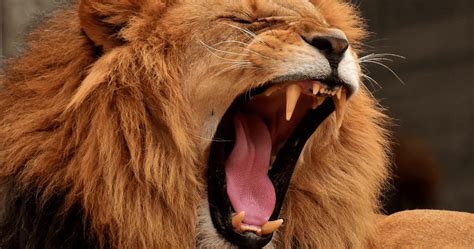 interesting lion facts   wow  funsided funsidedcom