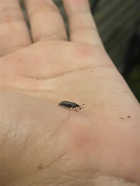 Just found this tiny weevil : r/weeviltime