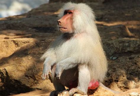 Macaco Mostrando A Bunda - Lista dos 10 Macacos da bunda vermelha na Terra - Cetro Concursos