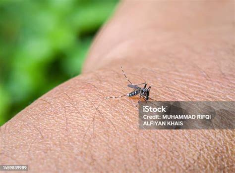 aedes aegypti  nyamuk  memiliki garisgaris hitam putih