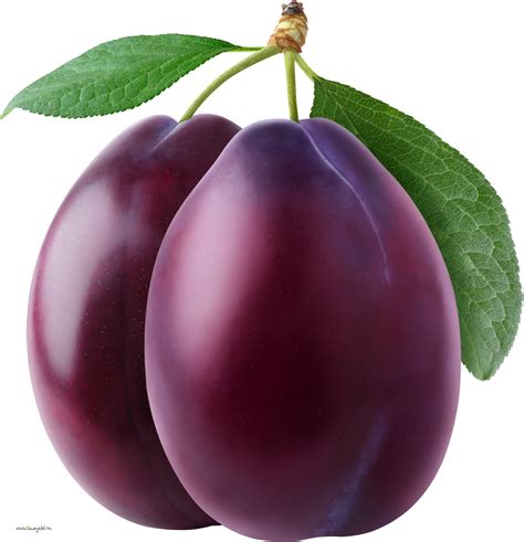 plum png image  green leaves