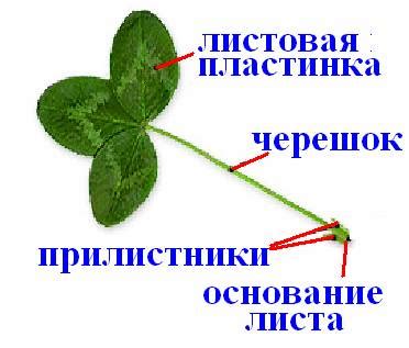Студопедия — Кора (кожица, пробка и луб )—слой камбия——древесина ...