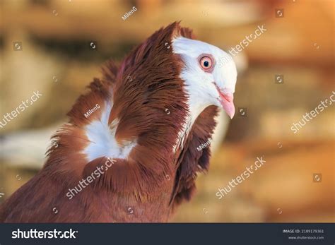 29 Capuchin Red Pigeon Images, Stock Photos & Vectors | Shutterstock