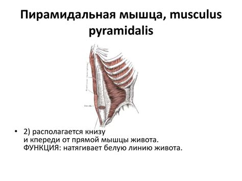 Мышцы туловища - презентация онлайн