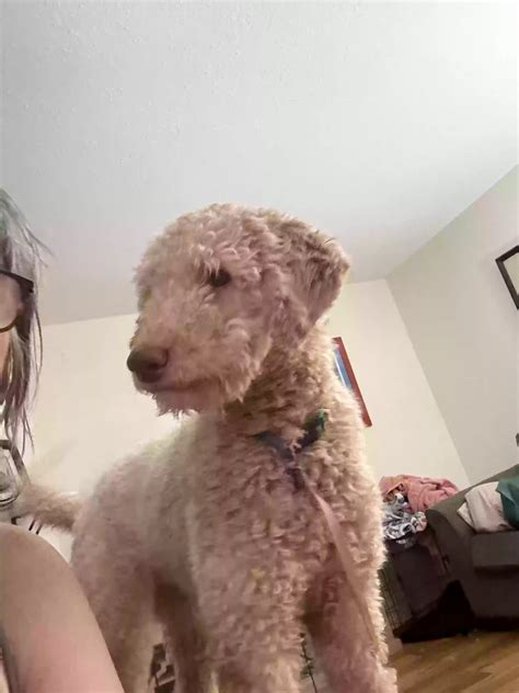 Dog adoption in Boise, ID 83706: Labradoodle Dog "Emersyn"