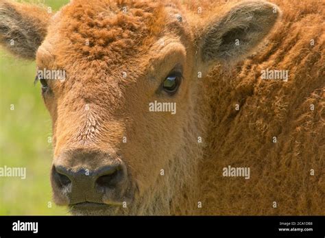bison calf portrait stock photo alamy