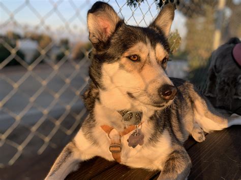 My sweet girl : r/husky