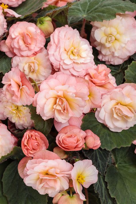 Do Begonias Like Sun? 5 Types That Love Bright Light