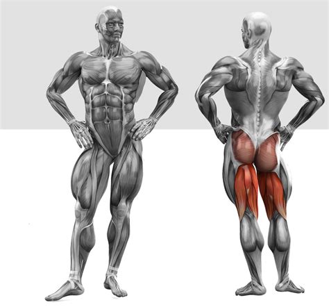 Structure of leg muscles