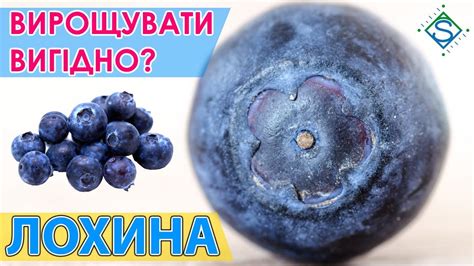 ЛОХИНА: вигідна нішева культура / СуперАгроном - YouTube