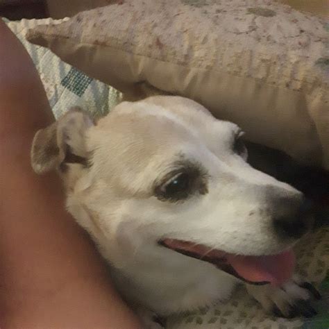 scared dog pillow  photo  pixabay pixabay