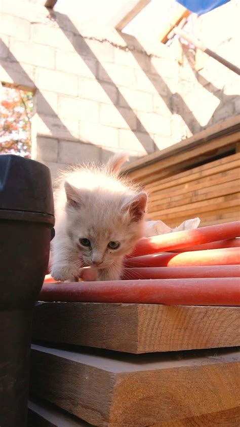 Baby Cats Videos, Download The BEST Free 4k Stock Video Footage & Baby