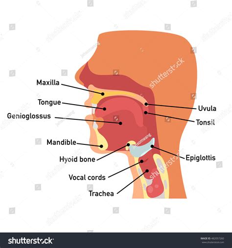 Anatomy Of Mouth And Throat