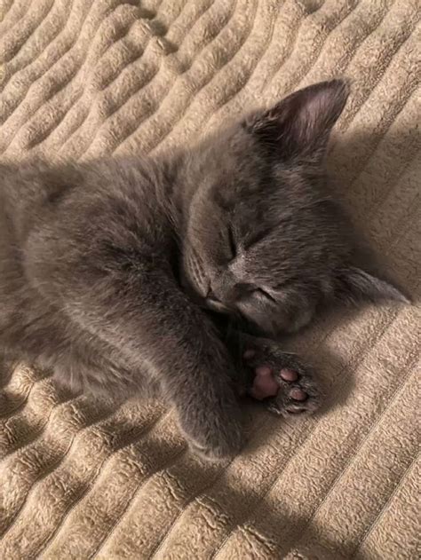 Pin su °????why° | Gatti