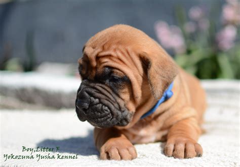 Tosa inu puppies | Puppies, Cute puppies, Kennel