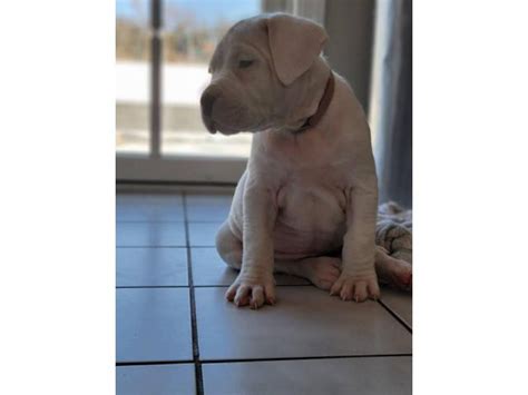dogo argentino puppies  sale  york puppies  sale