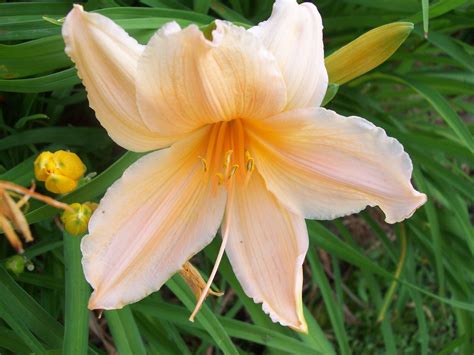 pretty peach color-daylily | Peach colors, Tropical flowers, Woodland
