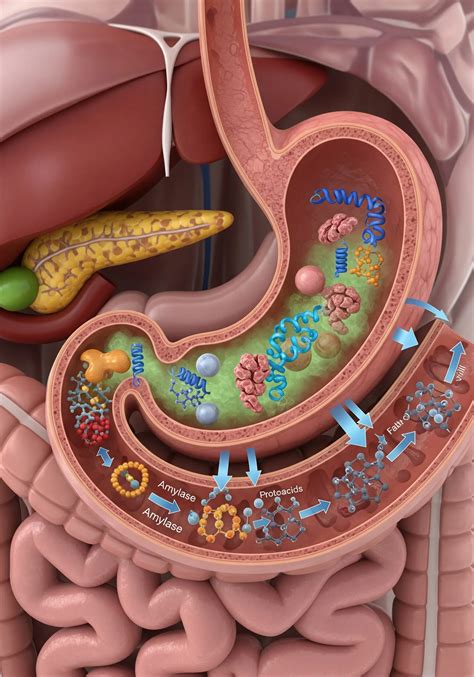 Digestive enzymes (enzymes) - why they are needed in winter