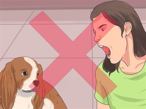 How to Train Cavalier King Charles Spaniels: 14 Steps