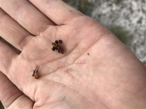 Lachnanthes caroliniana (Redroot) - FSUS