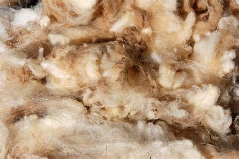 sheeps wool insulation     choice green coast