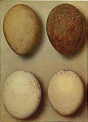 categoryaegypius monachus illustrations wikimedia commons