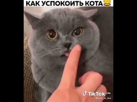 Как успокоить кота - YouTube