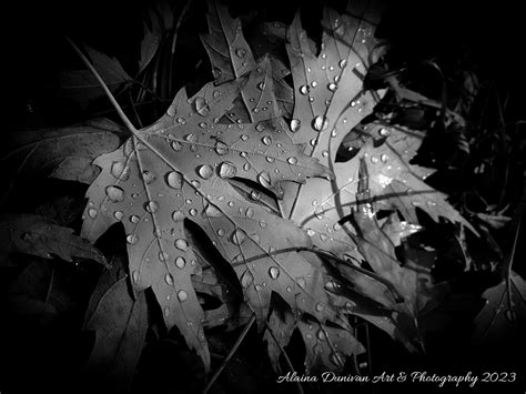 Kate... - Kate Parker, Artist - Photographer - Illustrator