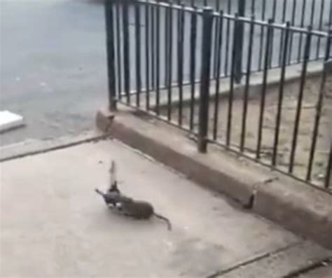 video de luta epica entre pombo  rato viraliza na web