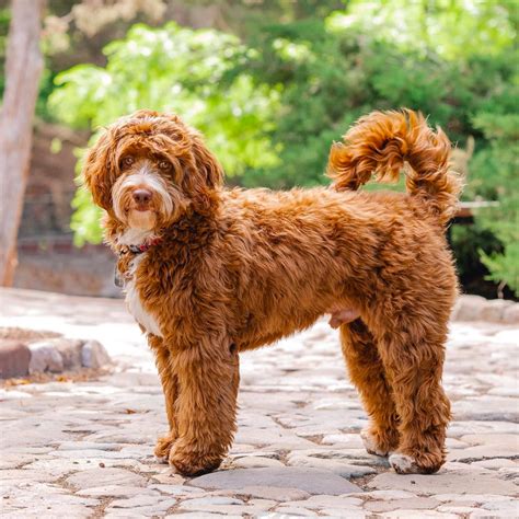 F1B Goldendoodle: Fluffy, Fun, and Companionable Dog