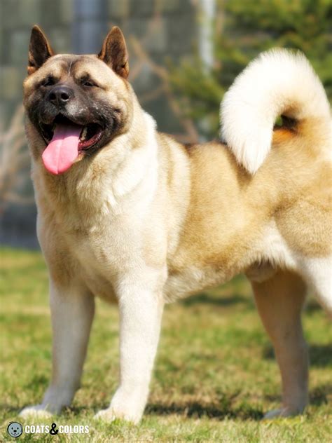 American Akita Coat Colors | Coats and Colors