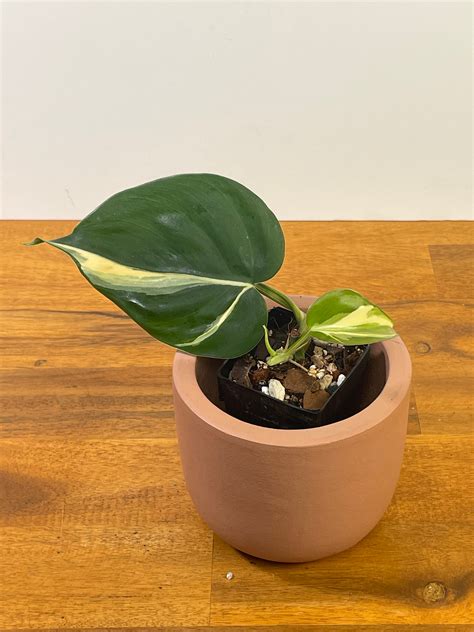 Philodendron Heartleaf Rio – The Rare Plantation Nz