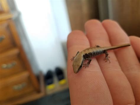 1231 best r/lizards images on Pholder | This little being is in my