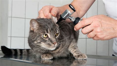 Ушной клещ у кошек: симптомы и лечение отодектоза в домашних условиях