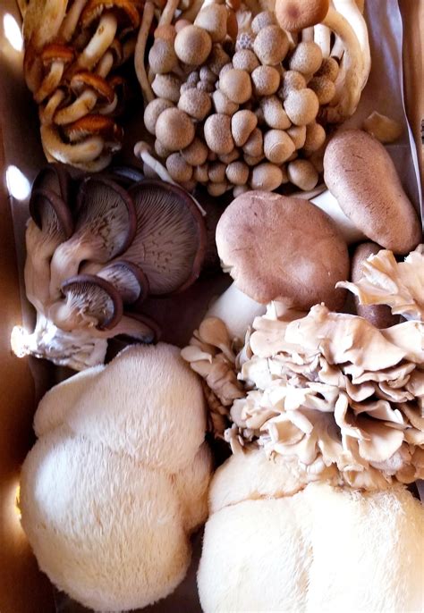 River City Farmers Market... - River City Farmers Market