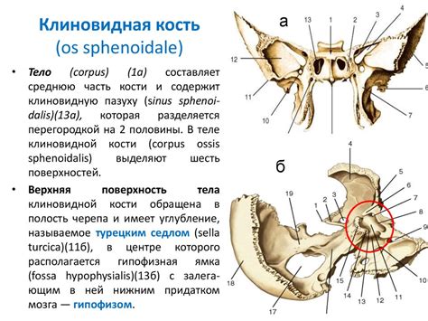 Общая краниология. Общие сведения о черепе - презентация онлайн