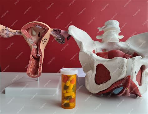 Onde Se Localiza O Utero - Anatomia da pélvis de uma mulher ginecologia do útero e ossos pélvicos ...